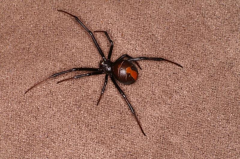 Latrodectus_hasselti_D7217_Z_90_Alexandra hills Brisbane_Australie.jpg